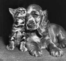 Clinique Vétérinaire Drs Balouka & Bismuth